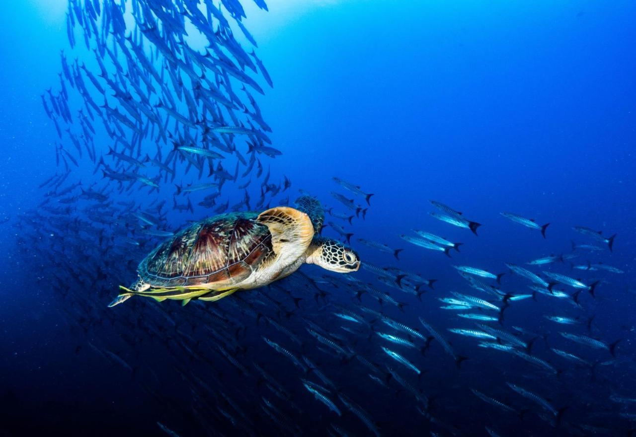 Sanctum Una Una Eco Dive Resort Pulau Unauna ภายนอก รูปภาพ