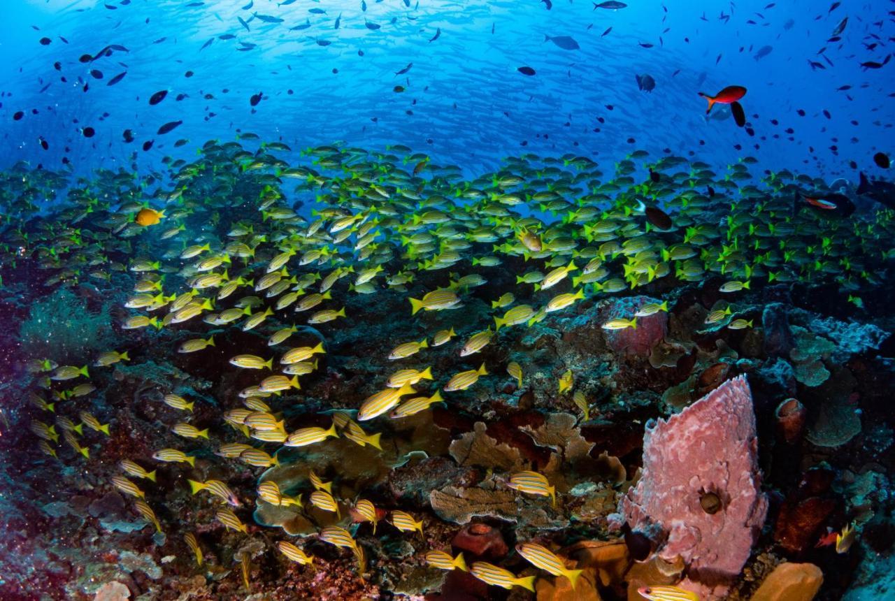 Sanctum Una Una Eco Dive Resort Pulau Unauna ภายนอก รูปภาพ