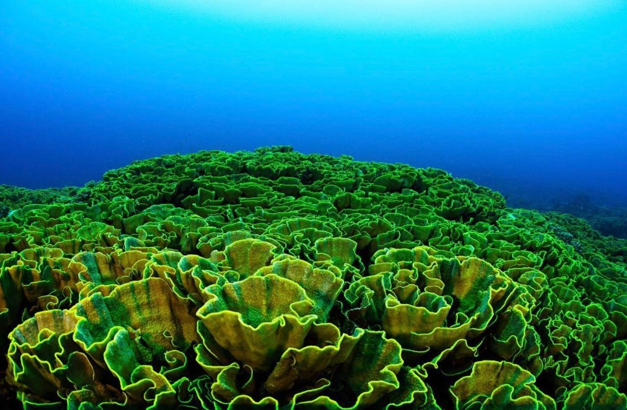 Sanctum Una Una Eco Dive Resort Pulau Unauna ภายนอก รูปภาพ