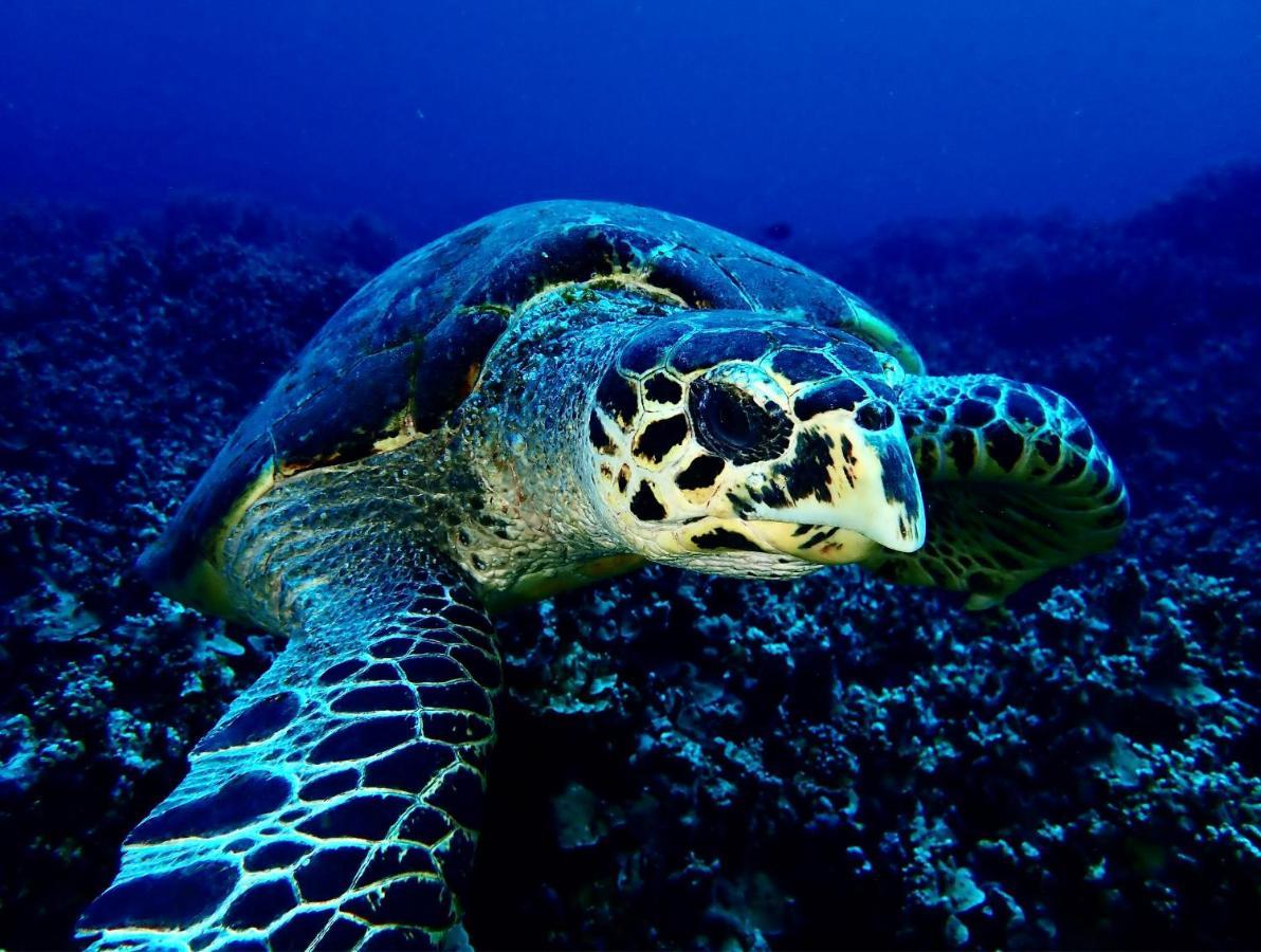 Sanctum Una Una Eco Dive Resort Pulau Unauna ภายนอก รูปภาพ